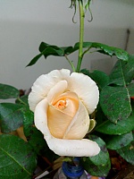 Mohamed Kara , 60 years old –  hair,   eyes from Bejaia, Algeria - Photo 1186443